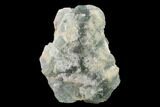 Green Fluorite Crystal Formation - Morocco #134937-1